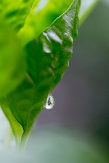 「植物の仲間」のサムネイル画像