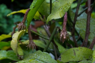 「ゲッカビジン(月下美人)」のサムネイル画像