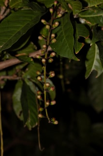 「サガリバナ(下り花)」のサムネイル画像