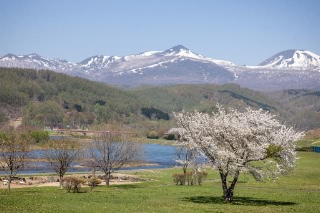 「オオヤマザクラ(エゾヤマザクラ,ベニヤマザクラ)」のサムネイル画像