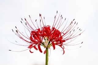 「ヒガンバナ」のサムネイル画像