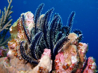 「ウミシダの仲間(sea feather)」のサムネイル画像