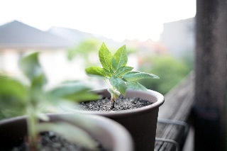 「ミニひまわり」のサムネイル画像