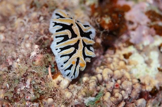 「ユキヤマウミウシ」のサムネイル画像