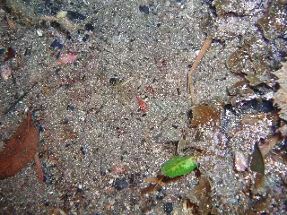 「サラサエビ」のサムネイル画像