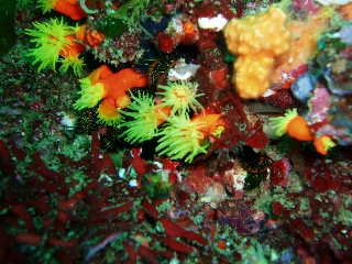 「エントウキサンゴ」のサムネイル画像