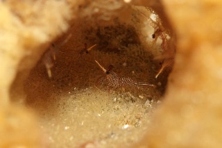 「サラサエビ」のサムネイル画像