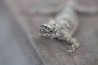 「トカゲの仲間」のサムネイル画像