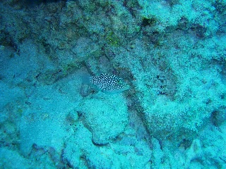 「無題」のサムネイル画像