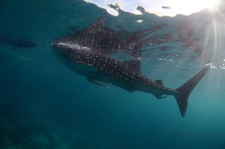 「ジンベエザメ(ジンベイザメ)」のサムネイル画像