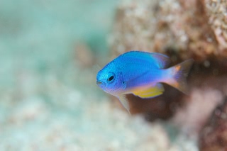「ソラスズメダイ(Caerulean damsel fish)」のサムネイル画像