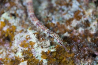 「クチナガイシヨウジ」のサムネイル画像