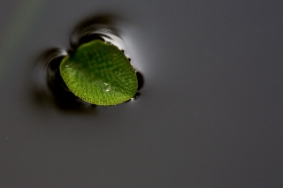 「サンショウモ(山椒藻)」のサムネイル画像