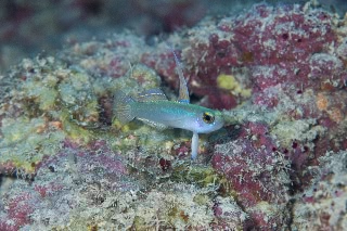 「モエギハゼ」のサムネイル画像