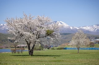 「オオヤマザクラ(エゾヤマザクラ,ベニヤマザクラ)」のサムネイル画像