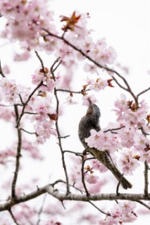 「オオヤマザクラ(エゾヤマザクラ,ベニヤマザクラ)」のサムネイル画像