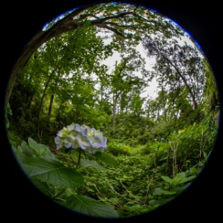 「アジサイ」のサムネイル画像