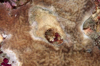 「カンザシヤドカリ(Coral Hermit Crab)」のサムネイル画像