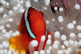 「ハマクマノミ」のサムネイル画像