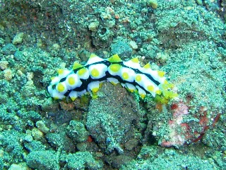 「クロエリナマコ(Graffiti sea cucumber,クロテナマコ,オハグロナマコ)」のサムネイル画像