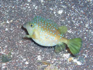 「ハコフグ」のサムネイル画像