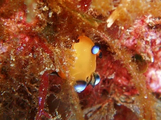 「ウデフリツノザヤウミウシ(ピカチュー)」のサムネイル画像