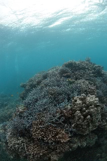 「無題」のサムネイル画像