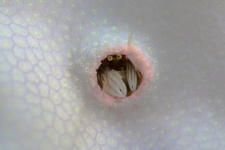 「カンザシヤドカリ(Coral Hermit Crab)」のサムネイル画像