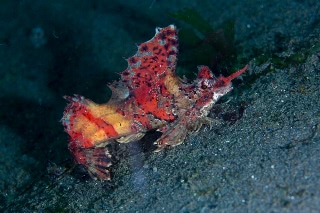 「アツモリウオ」のサムネイル画像