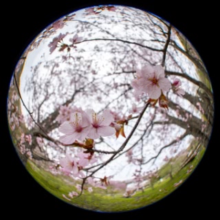 「オオヤマザクラ(エゾヤマザクラ,ベニヤマザクラ)」のサムネイル画像