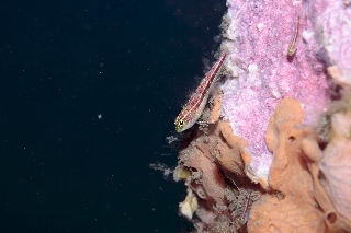 「タテジマヘビギンポ(Tropical striped triplefin)」のサムネイル画像