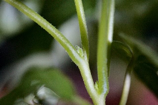 「朝顔」のサムネイル画像