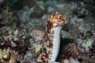 「オオクリイロナマコ」のサムネイル画像