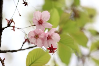 「ヨウコウザクラ(陽光桜)」のサムネイル画像