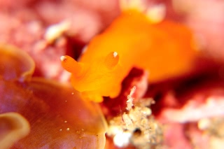 「ニシキリュウグウウミウシ属の一種」のサムネイル画像