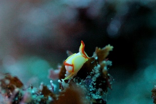 「シフォプテロン・クアドリスピノーサム」のサムネイル画像