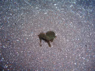 「スナダコのスミ」のサムネイル画像