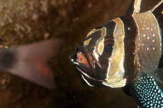 「アマノガワテンジクダイ(バンガイ・カーディナルフィッシュ,banggai cardinalfish)」のサムネイル画像