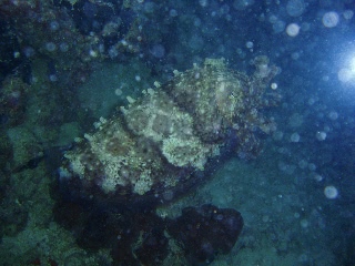 「コブシメ(Giant cuttlefish)」のサムネイル画像