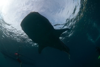 「ジンベエザメ(ジンベイザメ)」のサムネイル画像