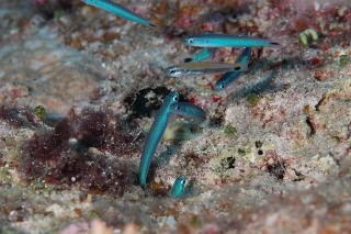 「無題」のサムネイル画像