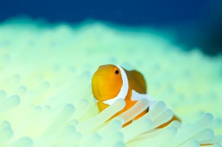 「カクレクマノミ(Western Clown Anemonefish)」のサムネイル画像