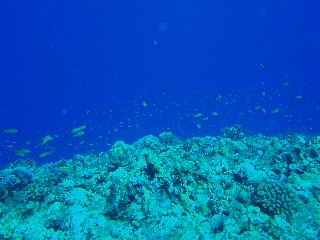 「キンギョハナダイ(Indian)(Indian Lyre-tail Basslet)」のサムネイル画像