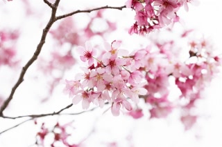 「ヨウコウザクラ(陽光桜)」のサムネイル画像