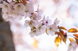 「オオヤマザクラ(エゾヤマザクラ,ベニヤマザクラ)」のサムネイル画像