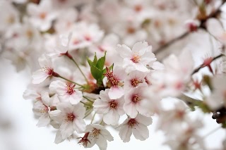 「ソメイヨシノ(染井吉野)」のサムネイル画像