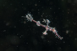 「ニシキフウライウオ(Ghost pipe fish)」のサムネイル画像