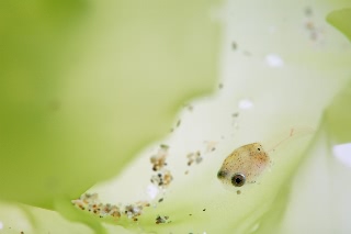 「ホテイウオ(ゴッコ)」のサムネイル画像