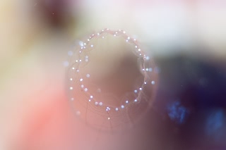 「ホヤの仲間」のサムネイル画像