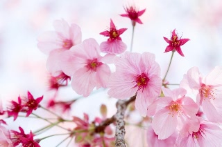 「ヨコハマヒザクラ(横浜緋桜)」のサムネイル画像